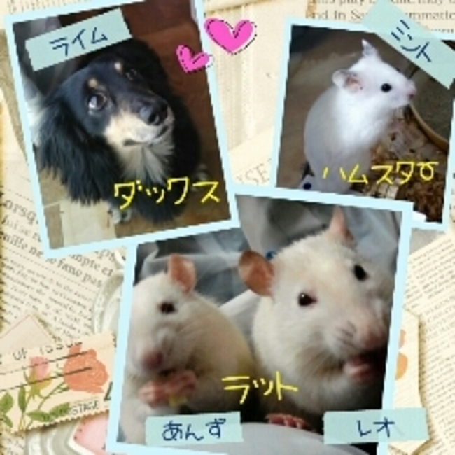 まゆりん366のカバー写真