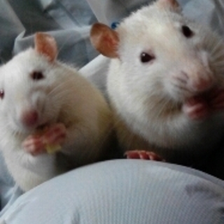 ファンシーラット【愛媛県】子ラット