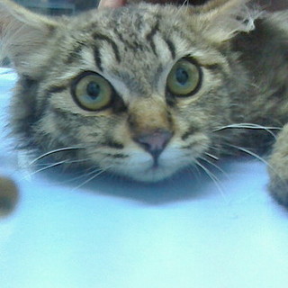 目が大きく、とても可愛い顔のチンチラＭｉｘ