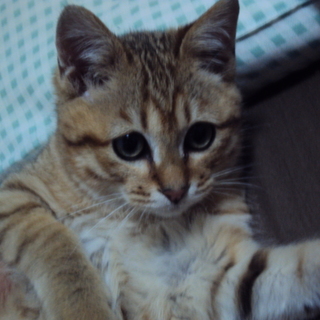★(ありがとうございました)子猫　里親募集