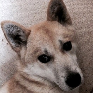 愛らしいMIXの女の子　推定1歳　はなちゃん