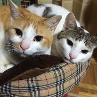 急募。茶白/オス/人懐こい賢い子です。