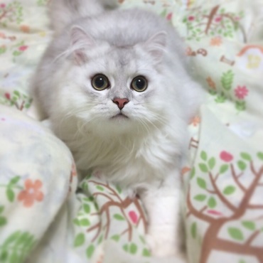 もふもふするにゃ