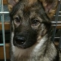 甘いいマスクのハンサムボーイの子犬　つくし君　