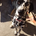 ダルメシアン　男の子　１才