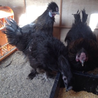 烏骨鶏　黒