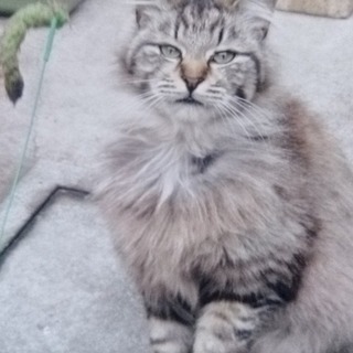 おとなしい長毛の女の子