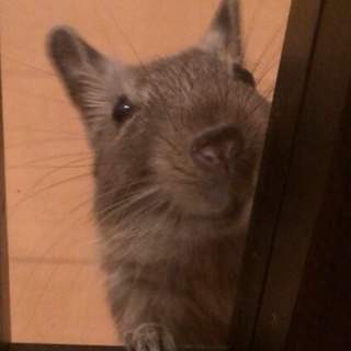 生後6ヶ月のデグーです。