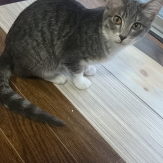 グレーキジの女の子