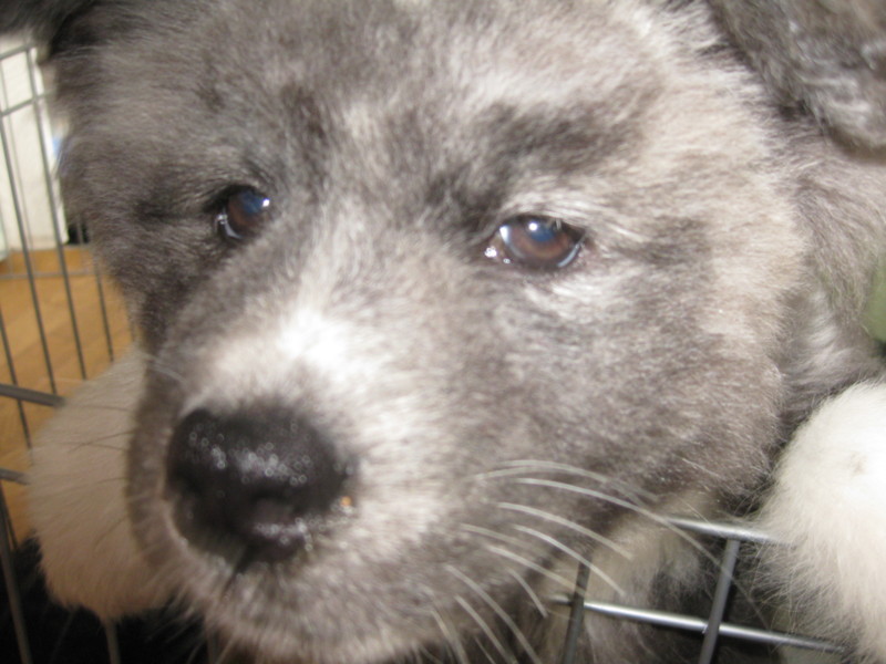 秋田犬ムク毛 虎毛 生後 群馬県 犬の里親募集 ペットのおうち 月間利用者150万人