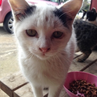 子猫の里親になってくれる方を探しています！