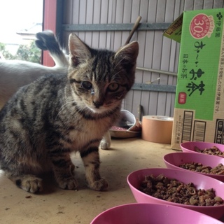 子猫の里親になってくれる方を探しています！