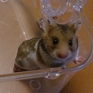 【2月10日生】茶色ゴールデンの里親募集中！