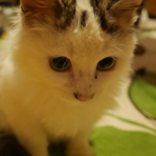 推定3~4ヶ月、長毛種の大人しい女の子です