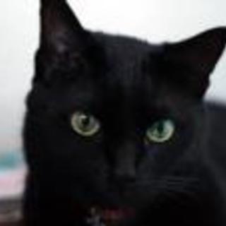 子猫の里親募集