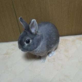 ミニウサギ