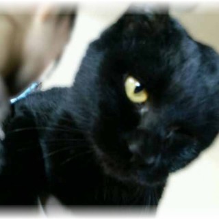 甘えん坊の片目の黒猫ちゃんです！　避妊手術済み