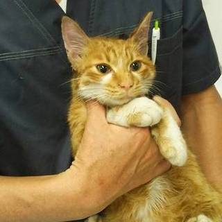 甘えん坊さんの茶白の男の子