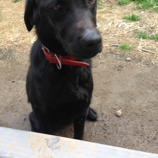 かわいい、ラブちゃん！！