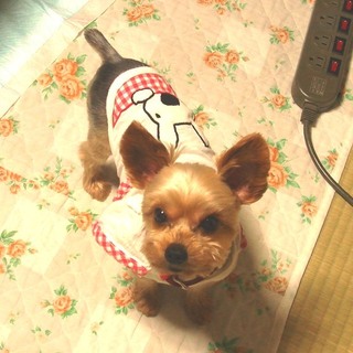 希望者多数一旦終了。ヨークシャーテリア里親募集！ 