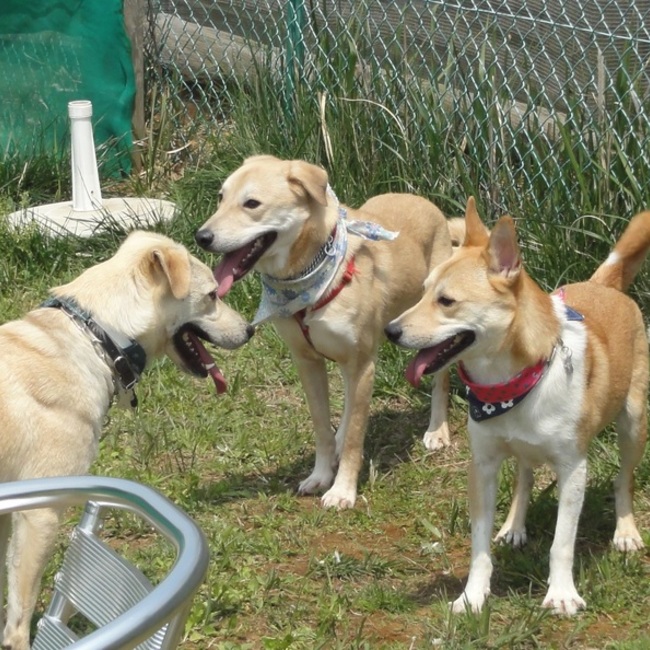 おでん兄弟のカバー写真