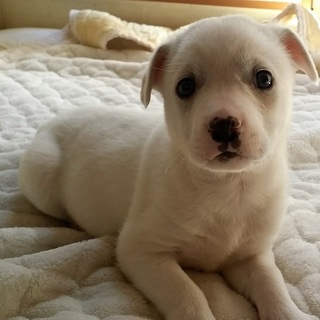 真っ白い子犬・ピノ君