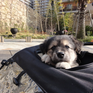 2ヶ月MIX仔犬「春の七草３兄妹せり君♂」