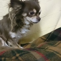 チワワ ちょこたん 5歳 ♀