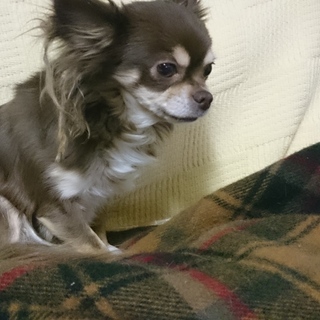 チワワ ちょこたん 5歳 ♀