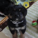 2ヶ月MIX仔犬「春の七草３兄妹すずなちゃん♀」