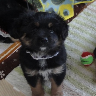 2ヶ月MIX仔犬「春の七草３兄妹すずなちゃん♀」