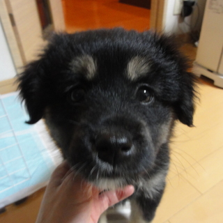 2ヶ月MIX仔犬「春の七草３兄妹なずなちゃん♀」