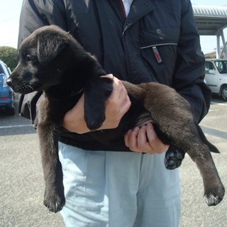 緊急募集！！とても人なつっこく抱っこが大好きな子犬
