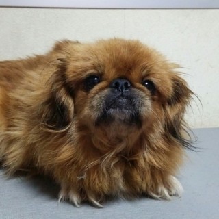 ペキニーズの里親募集します。