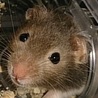 あこべる