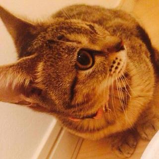 キジトラの女の子☆メメちゃん