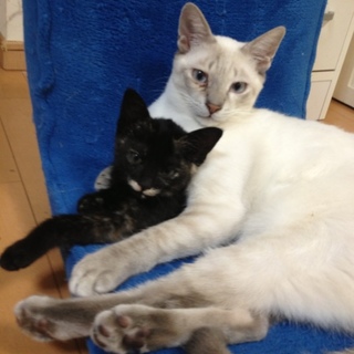 温厚でなつこい男の子