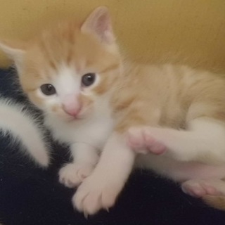 仮名　きみお君