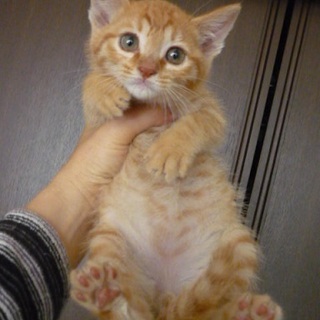 １．５か月の小さな茶トラちゃんです。