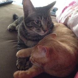 「キタロー＆ヤマト」サムネイル1