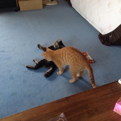 「キタロー＆ヤマト」サムネイル2