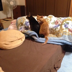 「キタロー＆ヤマト」サムネイル3