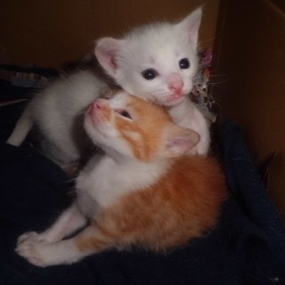 仮名　しらたまちゃん