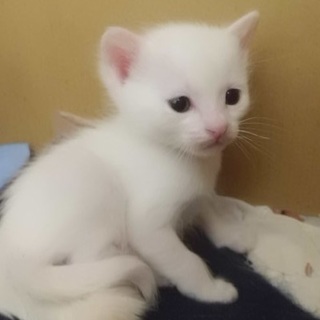 仮名　しろみちゃん