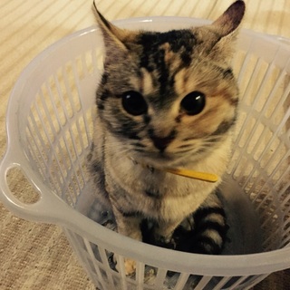 人なつこい女の子