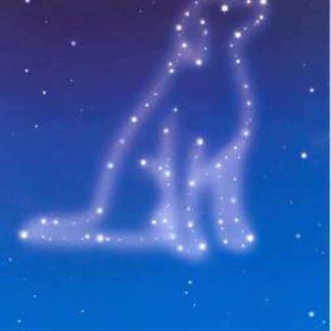 ハッピーテールのカバー写真