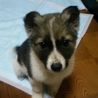 ２ヵ月のかわいい男の子