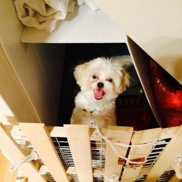 自作ハウス⁈…階段下の収納場所をハウスに。ちょっと無理がありますか？