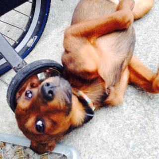 生後6ヶ月わんちゃんの里親募集