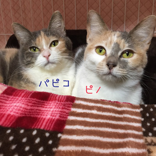 パステル色の三毛姉妹☆小柄で抱っこ大好き